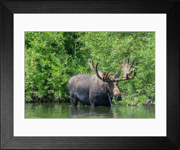 Framed Print : USA, Idaho. Bull Moose in Teton River Date: 04-08-2019 Framed Print : USA, Idaho. Bull Moose in Teton River Date: 04-08-2019