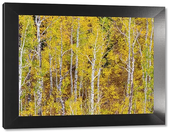 USA, Idaho, Highway 36 west of Liberty and hillsides covered with Aspens in autumn panorama Date: 25-09-2020