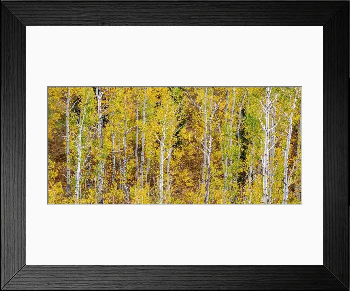 Framed Print : USA, Idaho, Highway 36 west of Liberty and hillsides covered with Aspens in autumn panorama Date: 25-09-2020 Framed Print : USA, Idaho, Highway 36 west of Liberty and hillsides covered with Aspens in autumn panorama Date: 25-09-2020