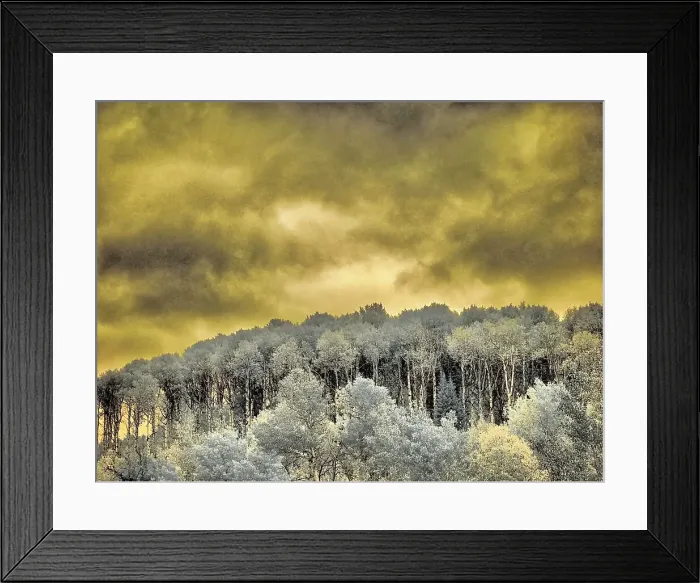 Framed Print : USA, Idaho, Aspens a with clouds Date: 26-09-2020