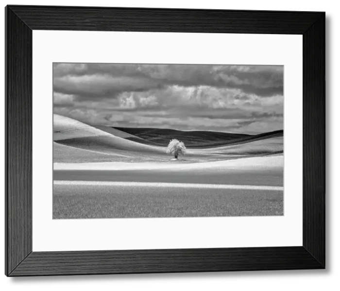 Framed Print : USA, Idaho, Palouse Country, Lone tree and Infrared Palouse fields Date: 07-05-2020 Framed Print : USA, Idaho, Palouse Country, Lone tree and Infrared Palouse fields Date: 07-05-2020