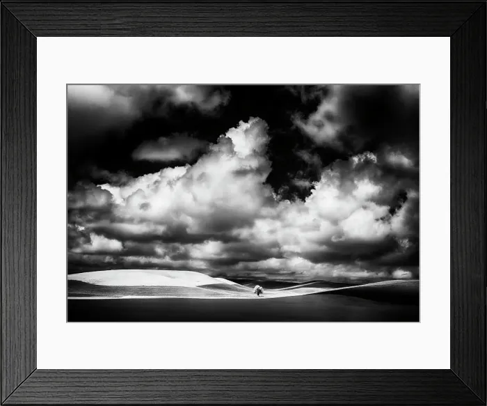 Framed Print : USA, Idaho, Palouse Country, Small tree in wheat field with Running light Date: 12-06-2011 Framed Print : USA, Idaho, Palouse Country, Small tree in wheat field with Running light Date: 12-06-2011