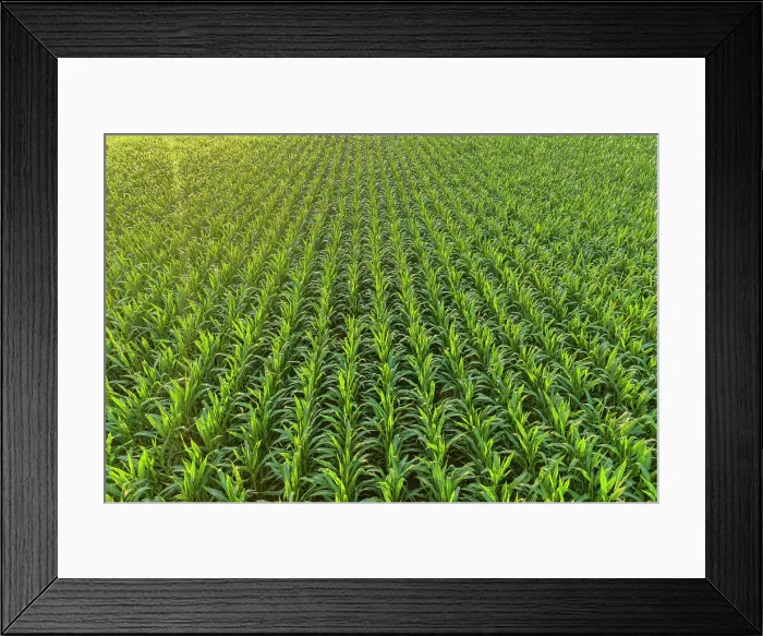Framed Print : Aerial view of corn field, Marion County, Illinois Date: 06-07-2020 Framed Print : Aerial view of corn field, Marion County, Illinois Date: 06-07-2020