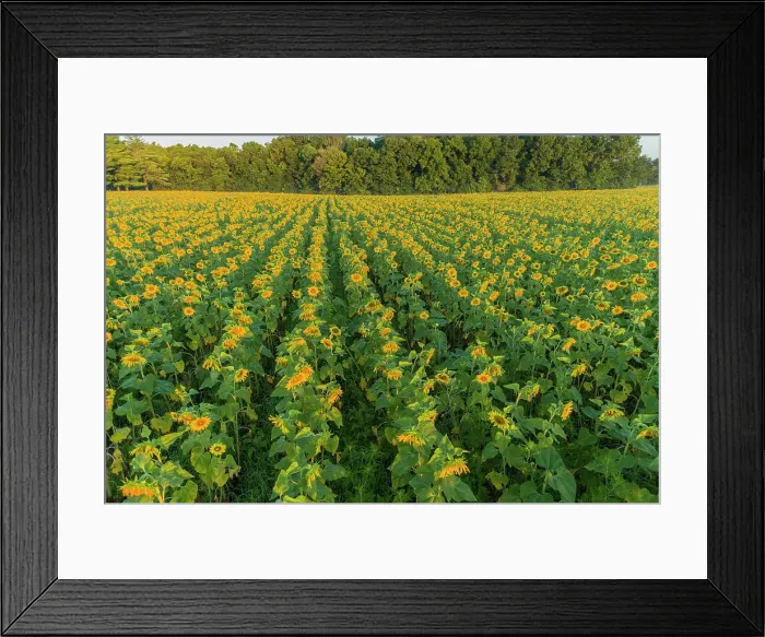 Framed Print : Aerial view of a Sunflower field at sunrise, Jasper County, Illinois Date: 07-08-2020 Framed Print : Aerial view of a Sunflower field at sunrise, Jasper County, Illinois Date: 07-08-2020