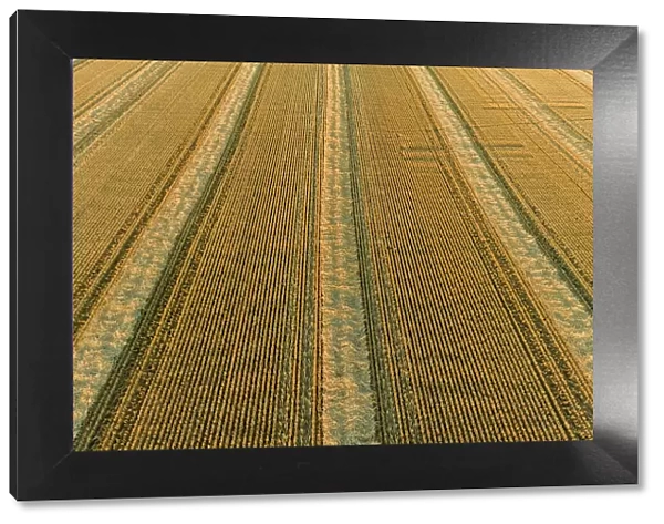 Aerial view of rows of wheat straw before baling, Marion County, Illinois Date: 18-06-2020