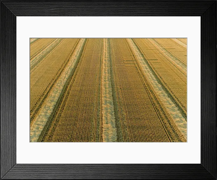 Framed Print : Aerial view of rows of wheat straw before baling, Marion County, Illinois Date: 18-06-2020 Framed Print : Aerial view of rows of wheat straw before baling, Marion County, Illinois Date: 18-06-2020