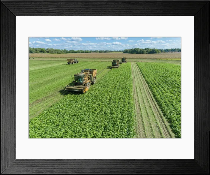 Framed Print : Picking green beans during the green bean harvest, Mason County, Illinois Date: 04-10-2020 Framed Print : Picking green beans during the green bean harvest, Mason County, Illinois Date: 04-10-2020