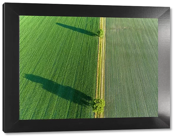 Two trees and shadows between fields, Marion County, Illinois Date: 24-06-2020
