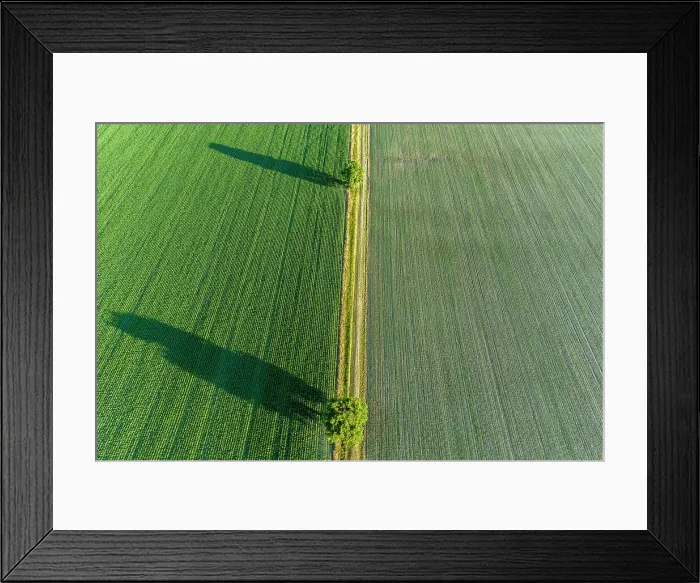 Framed Print : Two trees and shadows between fields, Marion County, Illinois Date: 24-06-2020 Framed Print : Two trees and shadows between fields, Marion County, Illinois Date: 24-06-2020