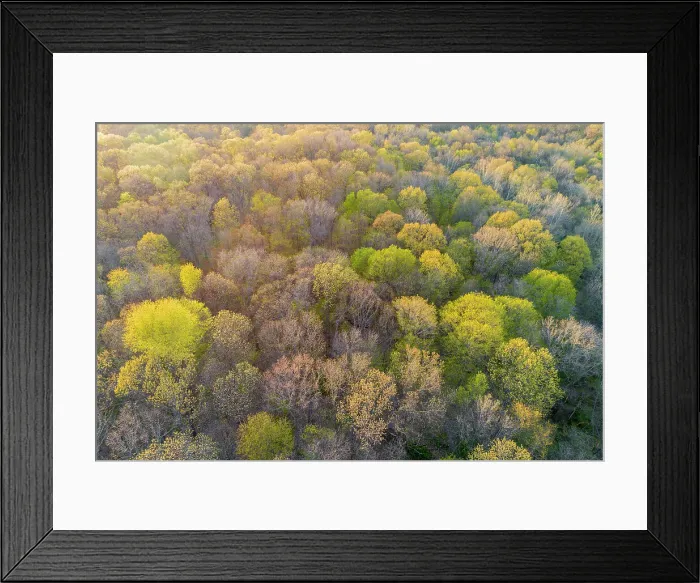 Framed Print : Newly emerging leaves on trees in the spring, Marion County, Illinois Date Framed Print : Newly emerging leaves on trees in the spring, Marion County, Illinois Date
