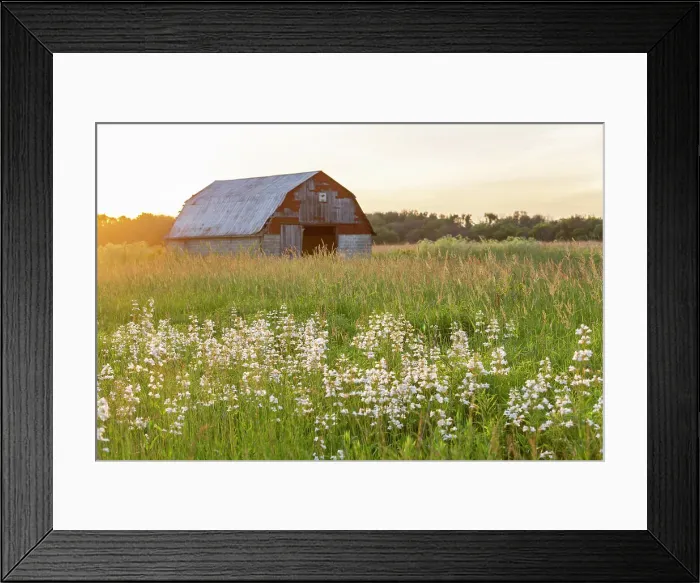 Framed Print : Old barn and field of penstemon at sunset Prairie Ridge State Natural Area, Marion County, Illinois Date Framed Print : Old barn and field of penstemon at sunset Prairie Ridge State Natural Area, Marion County, Illinois Date