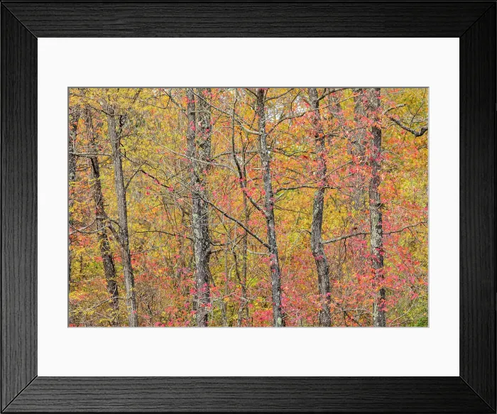 Framed Print : Fall color at Pyramid State Park, Perry County, Illinois Date Framed Print : Fall color at Pyramid State Park, Perry County, Illinois Date