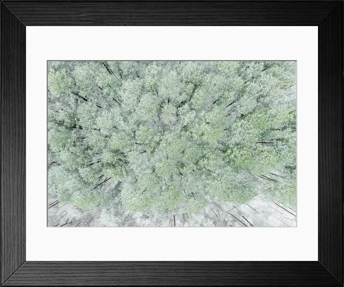 Framed Print : Aerial view of woods and white pine trees after a snowfall, Marion County, Illinois Date: 16-12-2020 Framed Print : Aerial view of woods and white pine trees after a snowfall, Marion County, Illinois Date: 16-12-2020