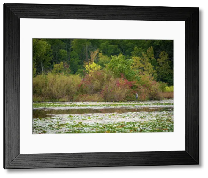 Framed Print : Water lily covered lake, France Park, Indiana, USA. Date: 22-09-2018