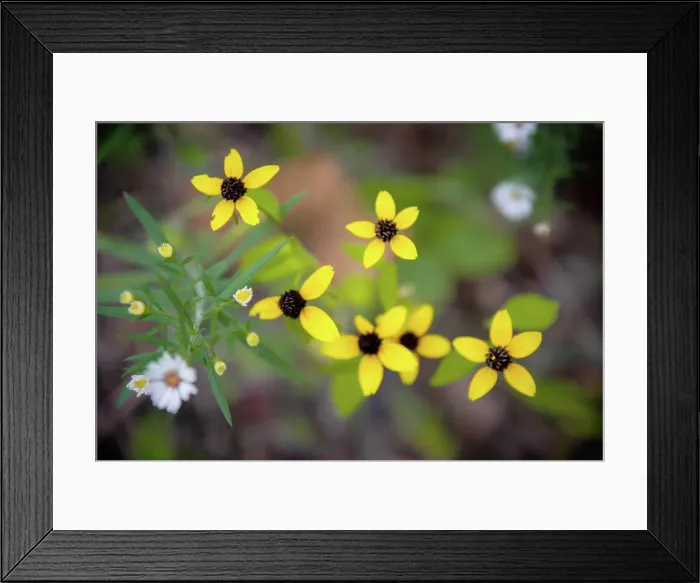 Framed Print : Wildflowers, France Park, Indiana, USA. Date: 22-09-2018