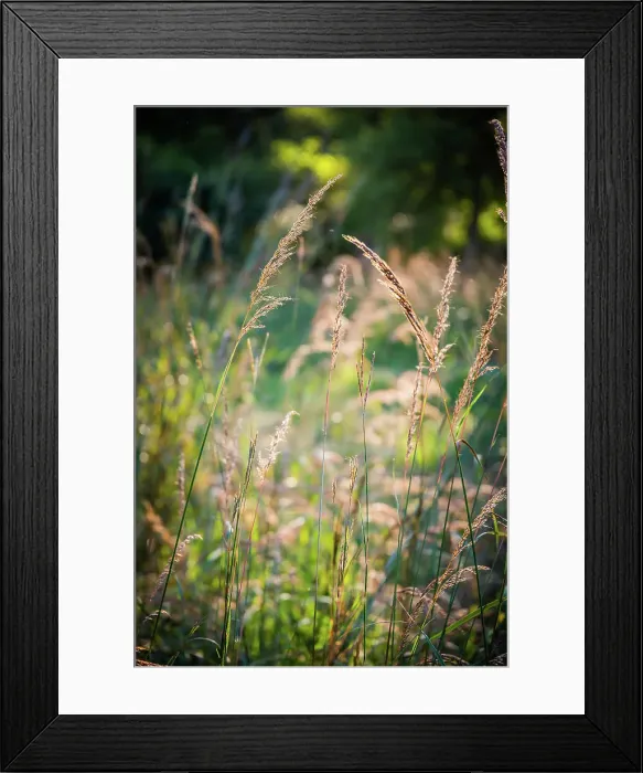 Framed Print : Meadow, Tippecanoe State Park, Indiana, USA. Date: 22-09-2018