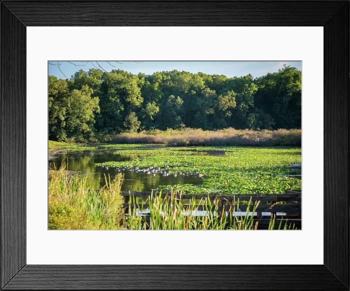 Framed Print : Water lily pond, Tippecanoe State Park, Indiana, USA. Date: 22-09-2018 Framed Print : Water lily pond, Tippecanoe State Park, Indiana, USA. Date: 22-09-2018