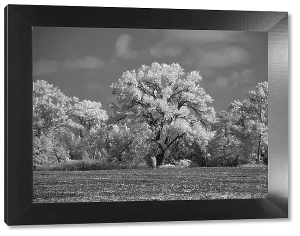 Large Cottonwood tree dominates other trees along side of field Date: 10-10-2020