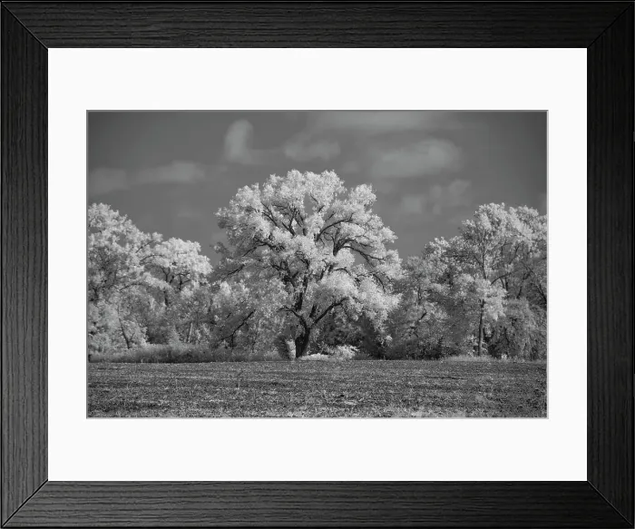 Framed Print : Large Cottonwood tree dominates other trees along side of field Date: 10-10-2020 Framed Print : Large Cottonwood tree dominates other trees along side of field Date: 10-10-2020