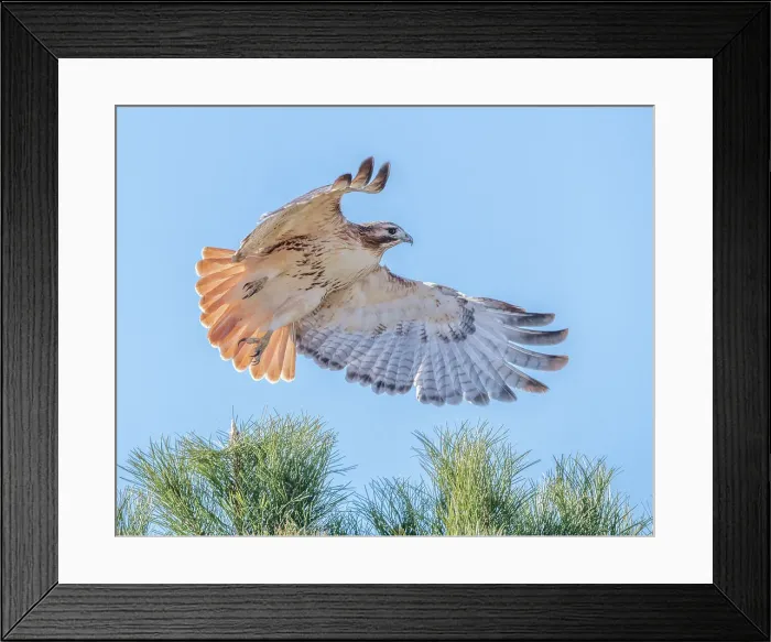 Framed Print : Red-tailed hawk clipping the trees Date: 06-12-2020 Framed Print : Red-tailed hawk clipping the trees Date: 06-12-2020