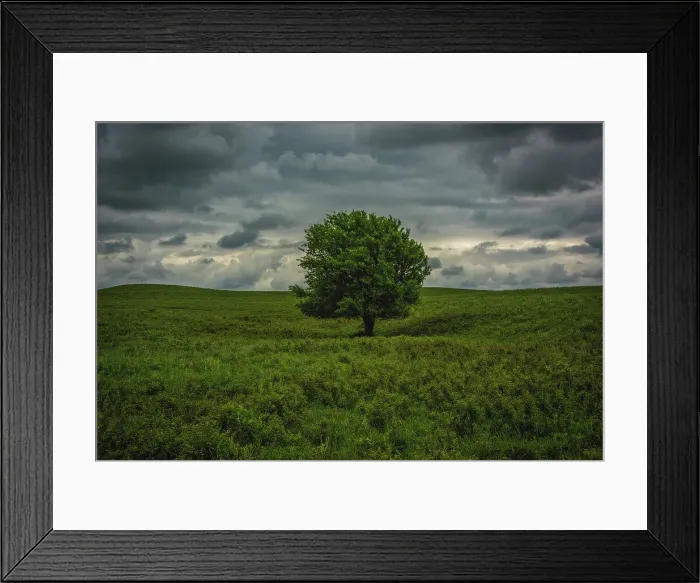 Framed Print : Single tree in the lush brush in the Flint Hills of Kansas Date: 29-01-2014 Framed Print : Single tree in the lush brush in the Flint Hills of Kansas Date: 29-01-2014