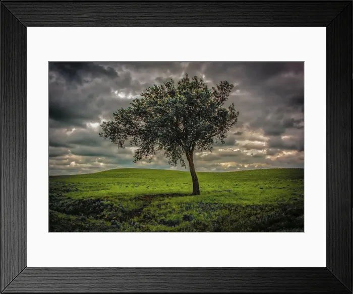 Framed Print : Single tree in the luscious green Flint Hills of Kansas Date: 29-01-2014