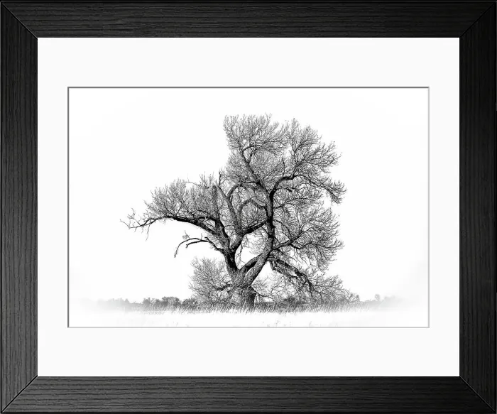 Framed Print : Large cottonwood tree at Quivira National Game Refuge Date: 26-12-2020 Framed Print : Large cottonwood tree at Quivira National Game Refuge Date: 26-12-2020