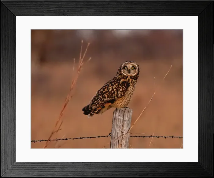 Framed Print : Short eared owl resting on fence post Date: 26-12-2020 Framed Print : Short eared owl resting on fence post Date: 26-12-2020