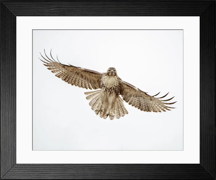 Framed Print : Red-tailed hawk doing a fly by Date: 01-01-2021 Framed Print : Red-tailed hawk doing a fly by Date: 01-01-2021