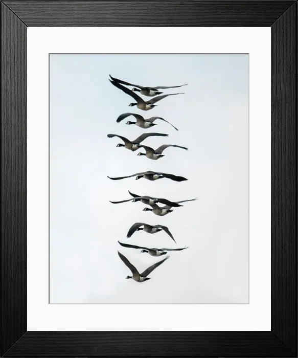 Framed Print : Geese flying in formation Date: 08-01-2021