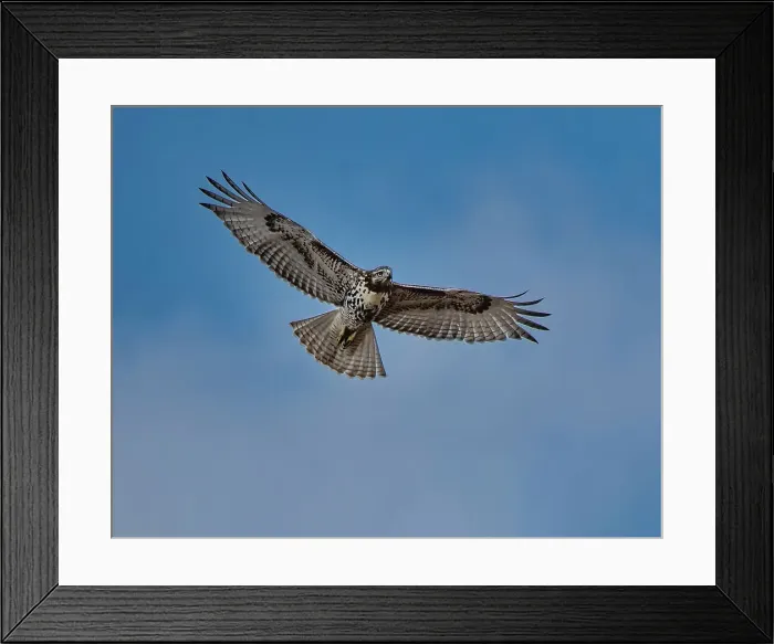 Framed Print : Hawk flying overhead Date: 10-10-2020 Framed Print : Hawk flying overhead Date: 10-10-2020