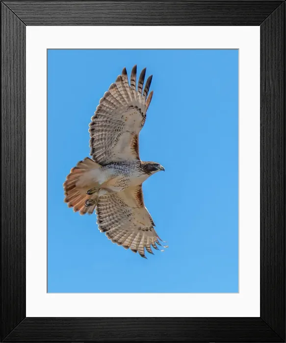 Framed Print : Red-tailed hawk doing a fly by Date: 30-11-2020 Framed Print : Red-tailed hawk doing a fly by Date: 30-11-2020