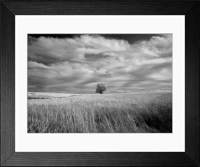 Framed Print : Lonely tree in the Kansas Flint Hills Date: 12-03-2020 Framed Print : Lonely tree in the Kansas Flint Hills Date: 12-03-2020