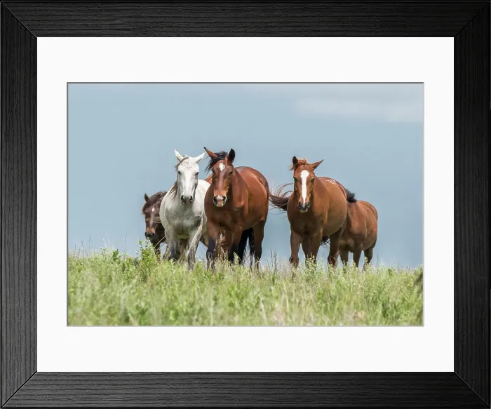 Framed Print : Wild horses in the Kansas Flint Hills Date: 11-08-2015