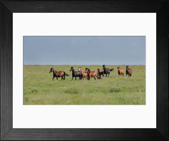 Framed Print : Wild horses running in the Flint Hills Date: 06-07-2020 Framed Print : Wild horses running in the Flint Hills Date: 06-07-2020