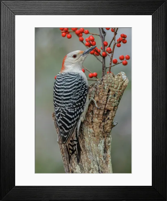 Framed Print : Female Red-bellied woodpecker and red berries, Kentucky Date: 03-07-2018 Framed Print : Female Red-bellied woodpecker and red berries, Kentucky Date: 03-07-2018