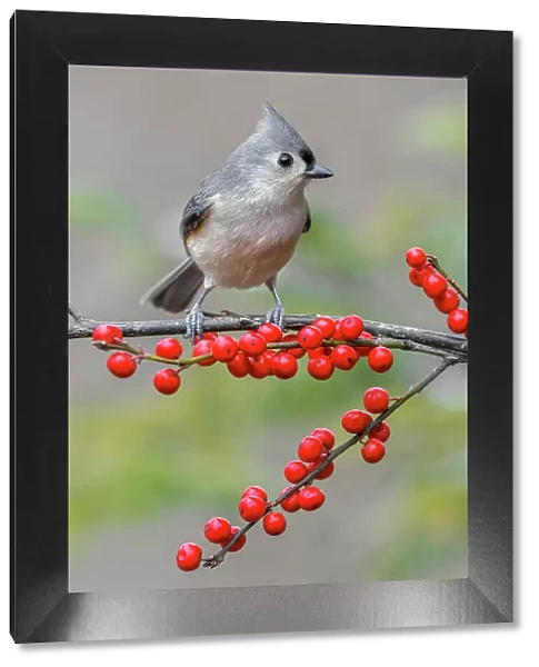 Tufted titmouse and red berries, Kentucky Date: 03-07-2018