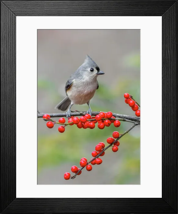 Framed Print : Tufted titmouse and red berries, Kentucky Date: 03-07-2018 Framed Print : Tufted titmouse and red berries, Kentucky Date: 03-07-2018
