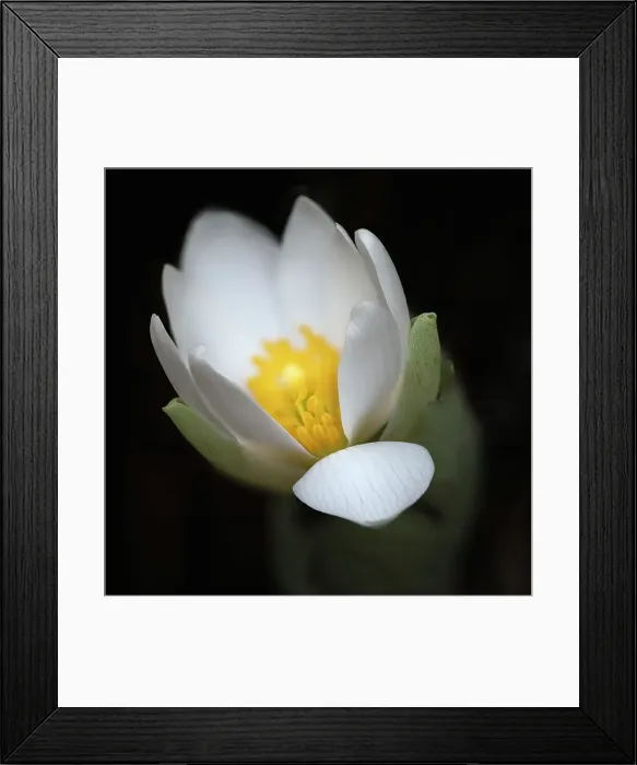 Framed Print : Bloodroot flower. The Parklands, Louisville, Kentucky Date: 18-03-2021 Framed Print : Bloodroot flower. The Parklands, Louisville, Kentucky Date: 18-03-2021