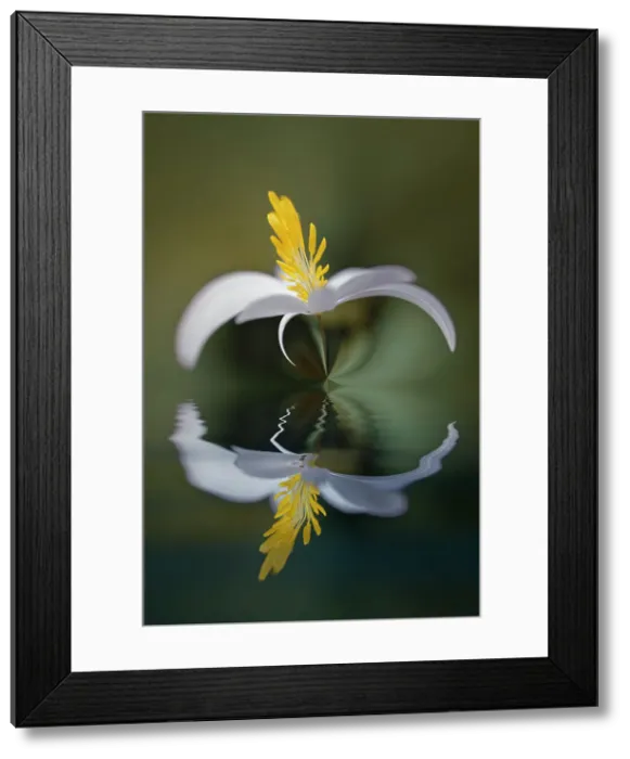 Framed Print : Bloodroot flower and reflection. The Parklands, Louisville, Kentucky Date: 18-03-2021 Framed Print : Bloodroot flower and reflection. The Parklands, Louisville, Kentucky Date: 18-03-2021