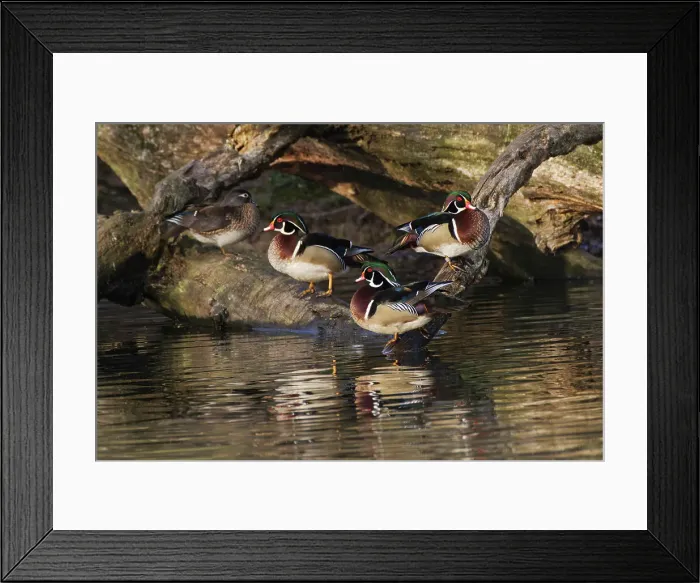 Framed Print : Male and female wood ducks, resting on fallen tree, Kentucky Date: 06-04-2021