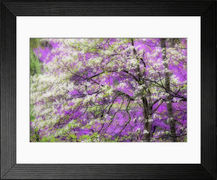 Framed Print : Soft focus view of flowering dogwood tree and distant Eastern redbud, Kentucky Date: 14-04-2021 Framed Print : Soft focus view of flowering dogwood tree and distant Eastern redbud, Kentucky Date: 14-04-2021