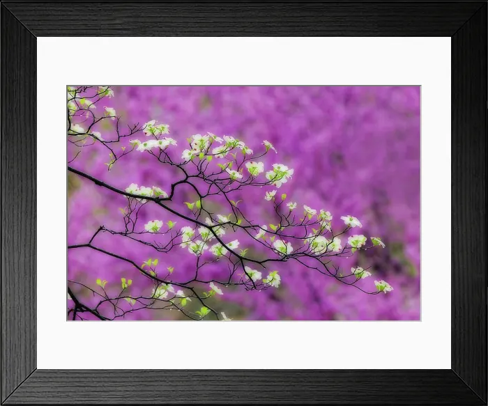 Framed Print : Soft focus view of flowering dogwood tree and distant Eastern redbud, Kentucky Date: 14-04-2021 Framed Print : Soft focus view of flowering dogwood tree and distant Eastern redbud, Kentucky Date: 14-04-2021