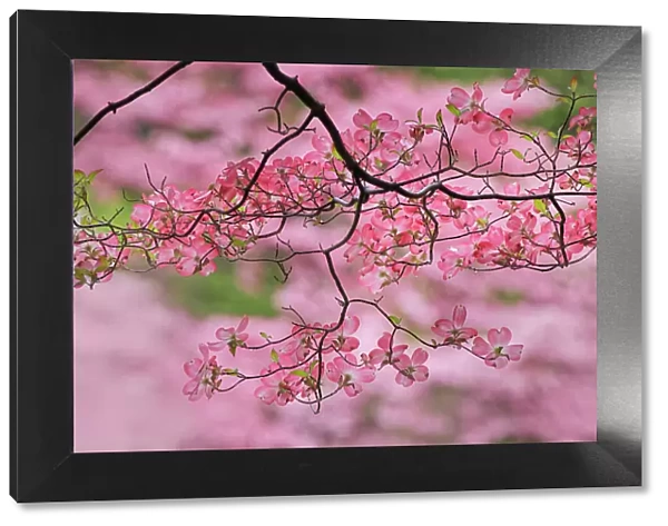 Pink flowering dogwood tree branch, Kentucky Date: 14-04-2021