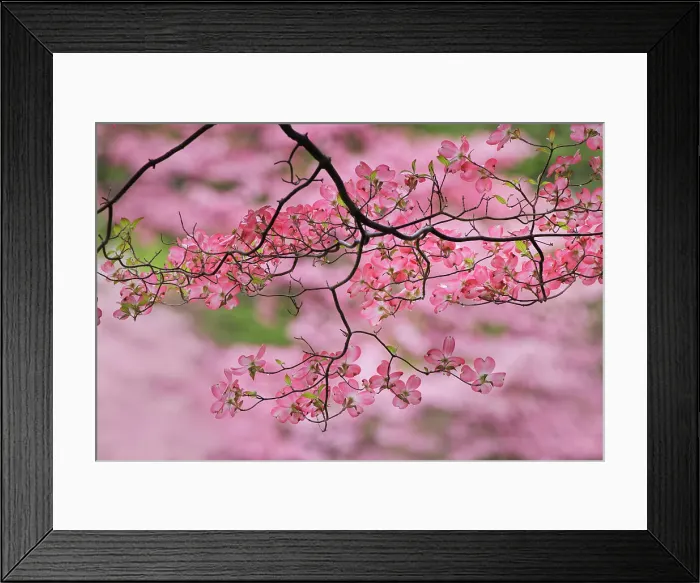 Framed Print : Pink flowering dogwood tree branch, Kentucky Date: 14-04-2021