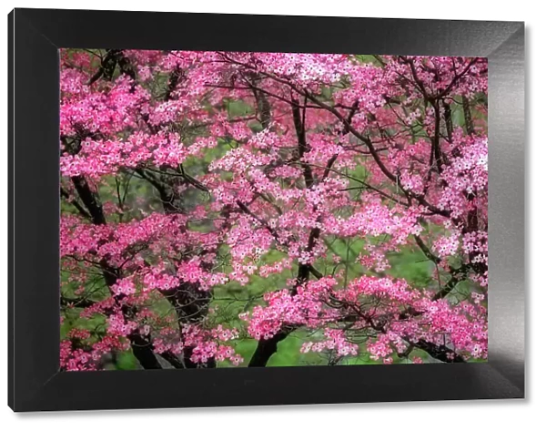 Soft focus view of large pink flowering dogwood tree in full bloom, Kentucky Date: 14-04-2021