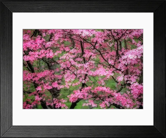 Framed Print : Soft focus view of large pink flowering dogwood tree in full bloom, Kentucky Date: 14-04-2021 Framed Print : Soft focus view of large pink flowering dogwood tree in full bloom, Kentucky Date: 14-04-2021