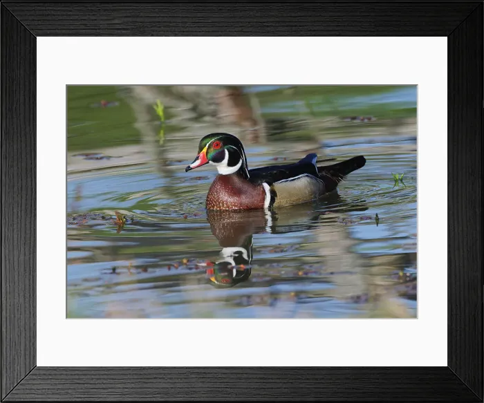 Framed Print : Male, wood Duck, Kentucky Date: 18-04-2021