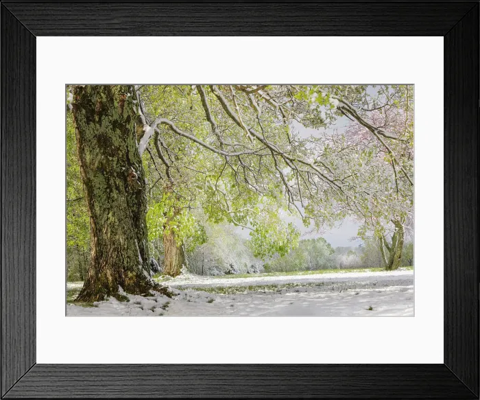 Framed Print : Light snow on overhanging branches in early spring, Louisville, Kentucky Date: 20-04-2021 Framed Print : Light snow on overhanging branches in early spring, Louisville, Kentucky Date: 20-04-2021