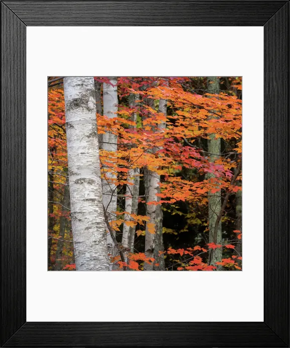 Framed Print : USA, Maine, Acadia National Park. Date: 15-10-2021